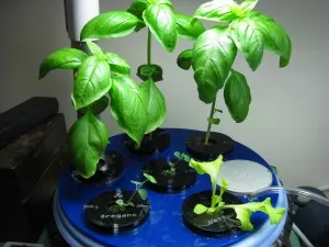 Basil, Oregano, and Lettuce